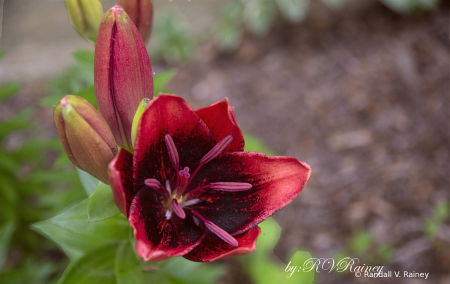 Siberian Lily in summer bloom . . .