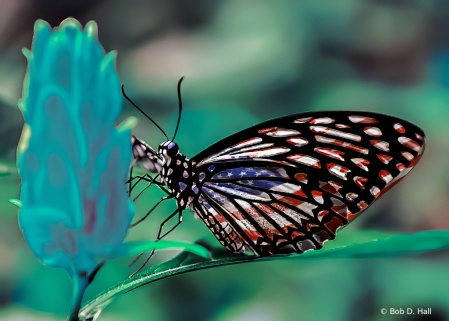 All American Butterfly
