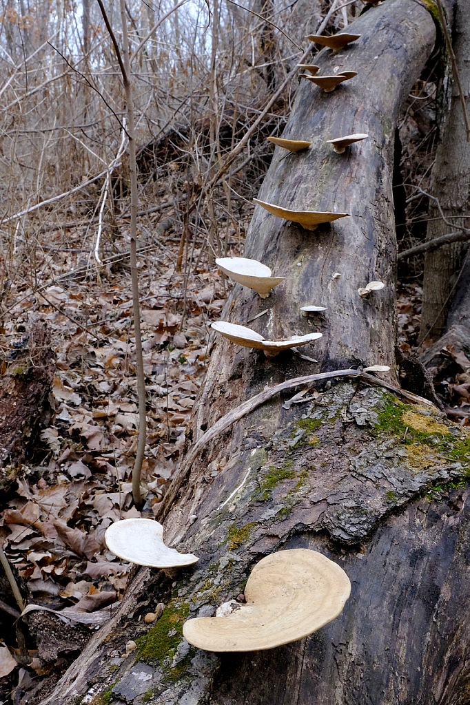 Fungi Steps