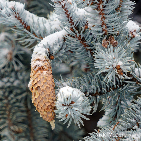 Colorado Blue Spruce and Cone