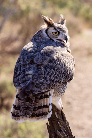 Owl with Attitude!