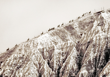 March of the Mule Deer