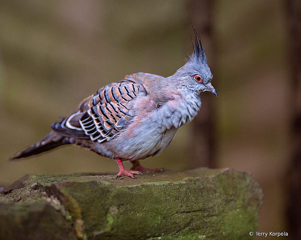 Crested Pigeon - ID: 16093565 © Terry Korpela