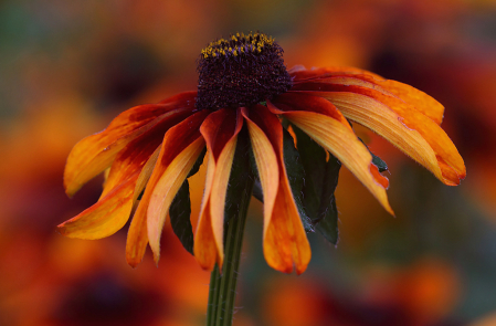 Black Eyed Susan