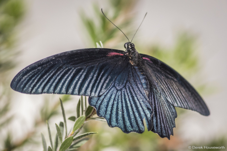 Scarlet Mormon Butterfly