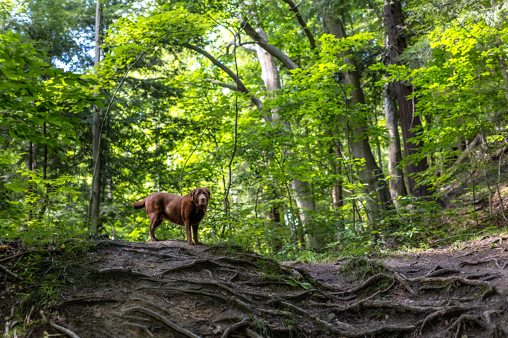 Brown Dog