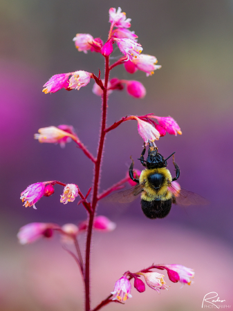 Carpenter Bee at Work