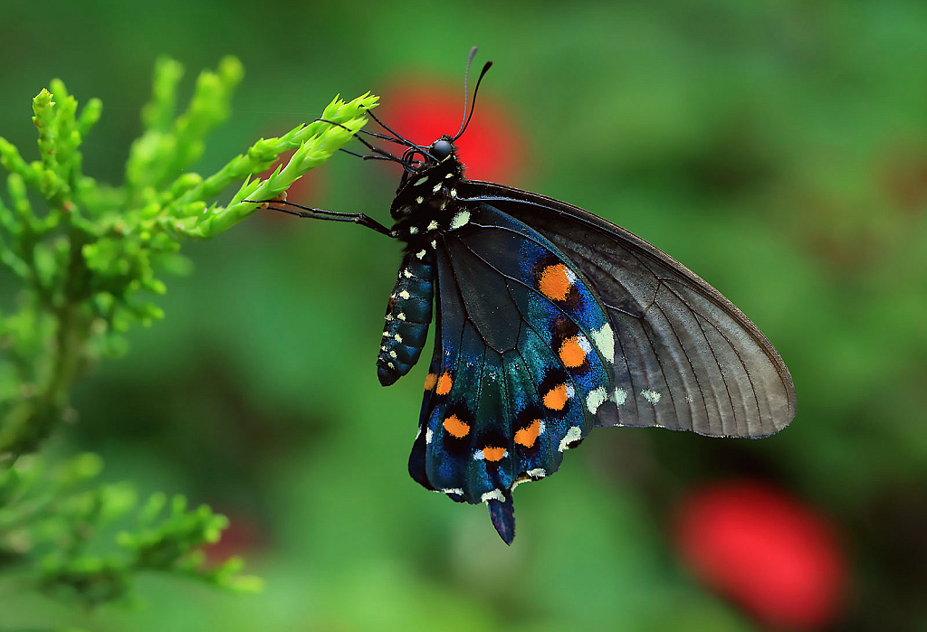 Pipevine Swallowtail