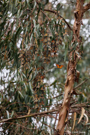 Butterfly Bush