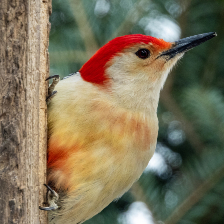 Portrait of A Red Bellied Woodpecker