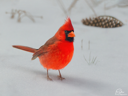 Cardinal in Wintertime
