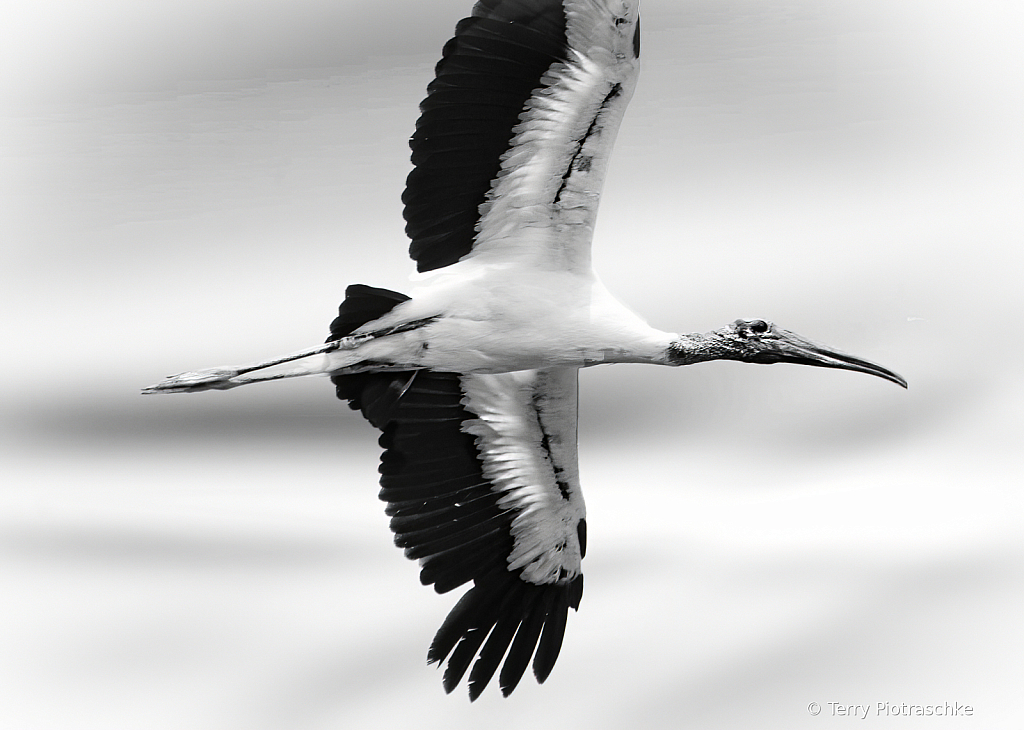 Wood Stork