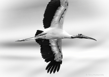 Wood Stork