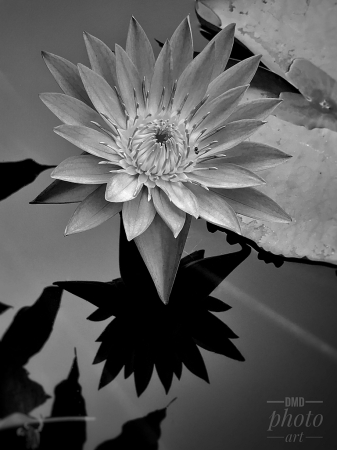 ~ ~ WATERLILY IN BLACK & WHITE ~ ~ 