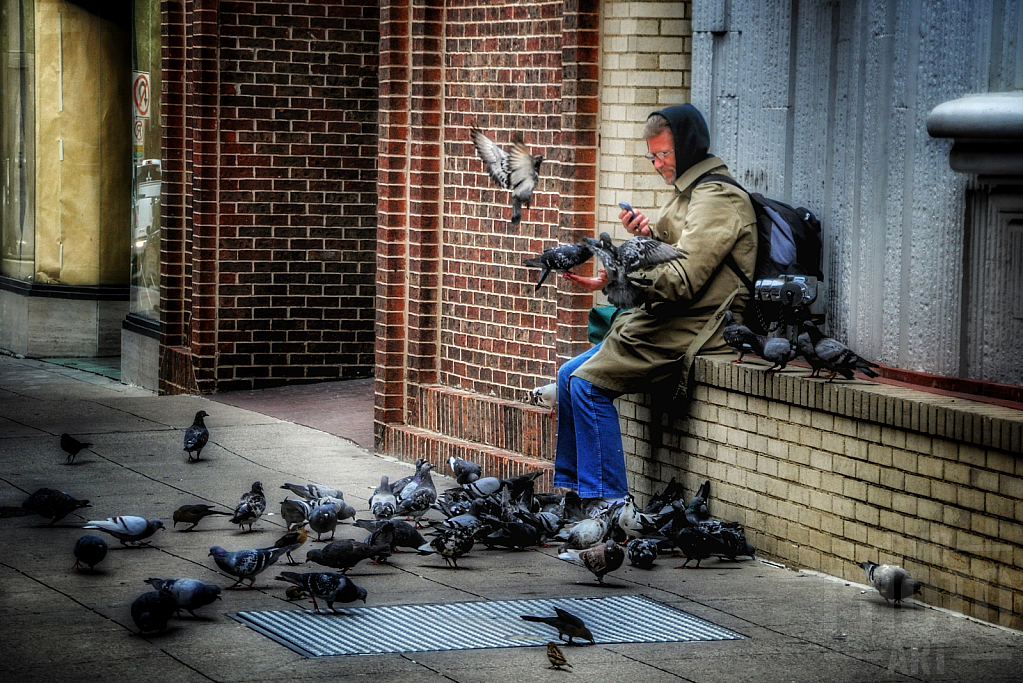 ~ ~ THE MAN AND THE PIGEONS ~ ~ 