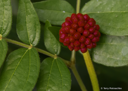 Little Red