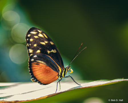 Bokeh & Butterflies