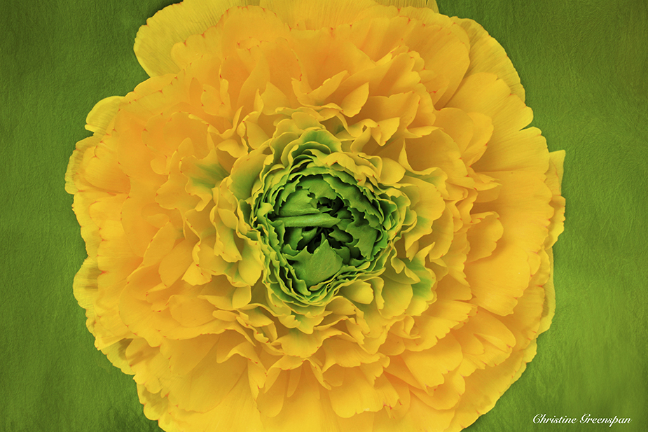 Yellow Carnation