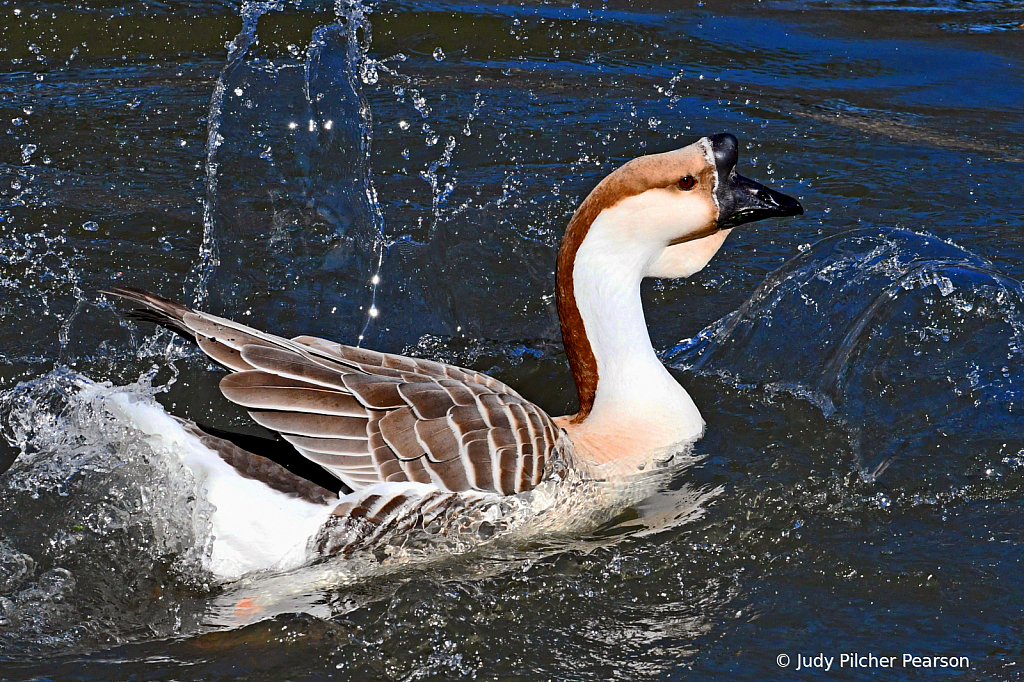 'splish-splash'---fun.....