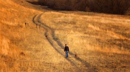 A Golden Walk