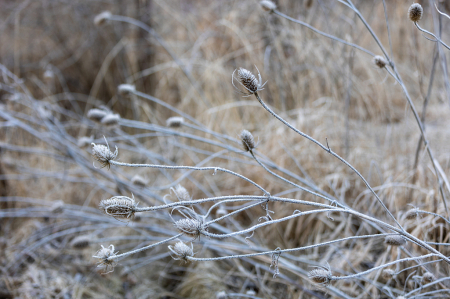 Thistles and Frost