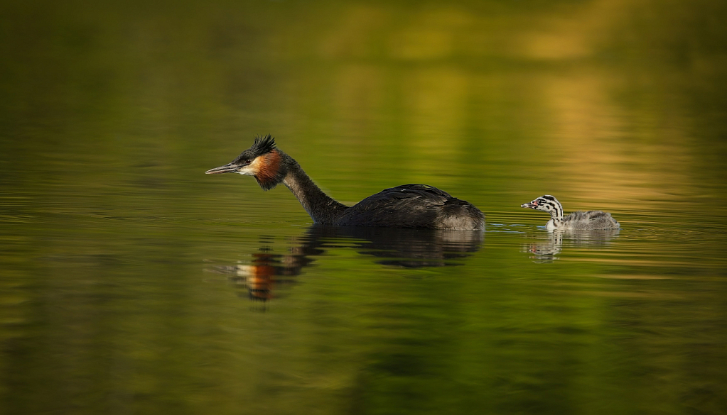 Following mama