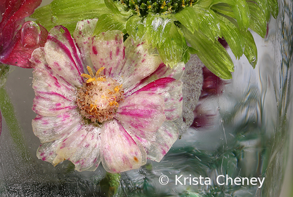 Candy stripe zinnia in ice - ID: 16094531 © Krista Cheney