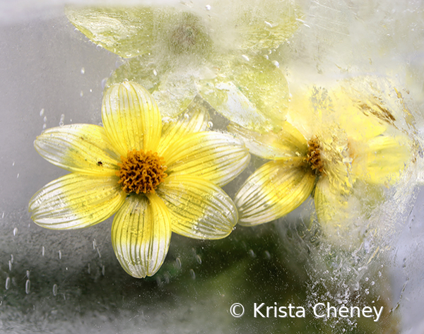 Biden in ice - ID: 16094536 © Krista Cheney