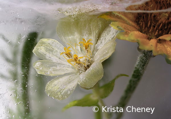 White zinnia in ice - ID: 16094539 © Krista Cheney