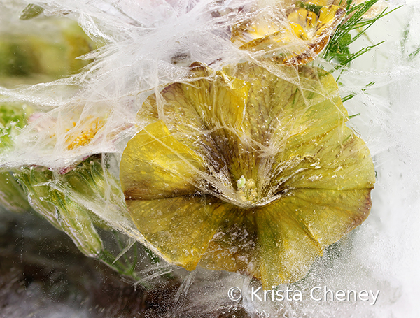 Yellow supertunia in ice II - ID: 16094541 © Krista Cheney