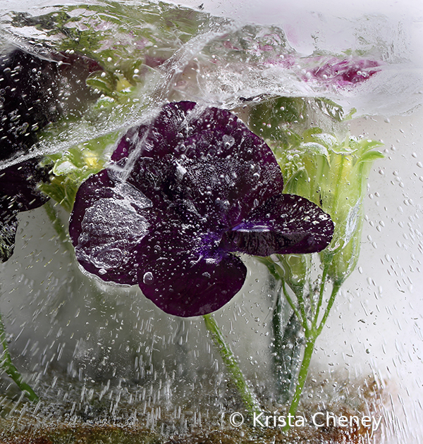 Black viola in ice I - ID: 16094544 © Krista Cheney