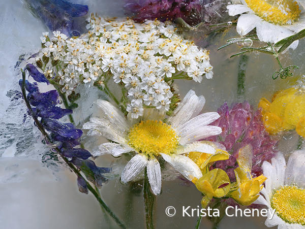 Meadow flowers in ice III - ID: 16094553 © Krista Cheney