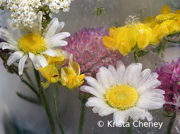 Meadow flowers in ice IV - ID: 16094554 © Krista Cheney