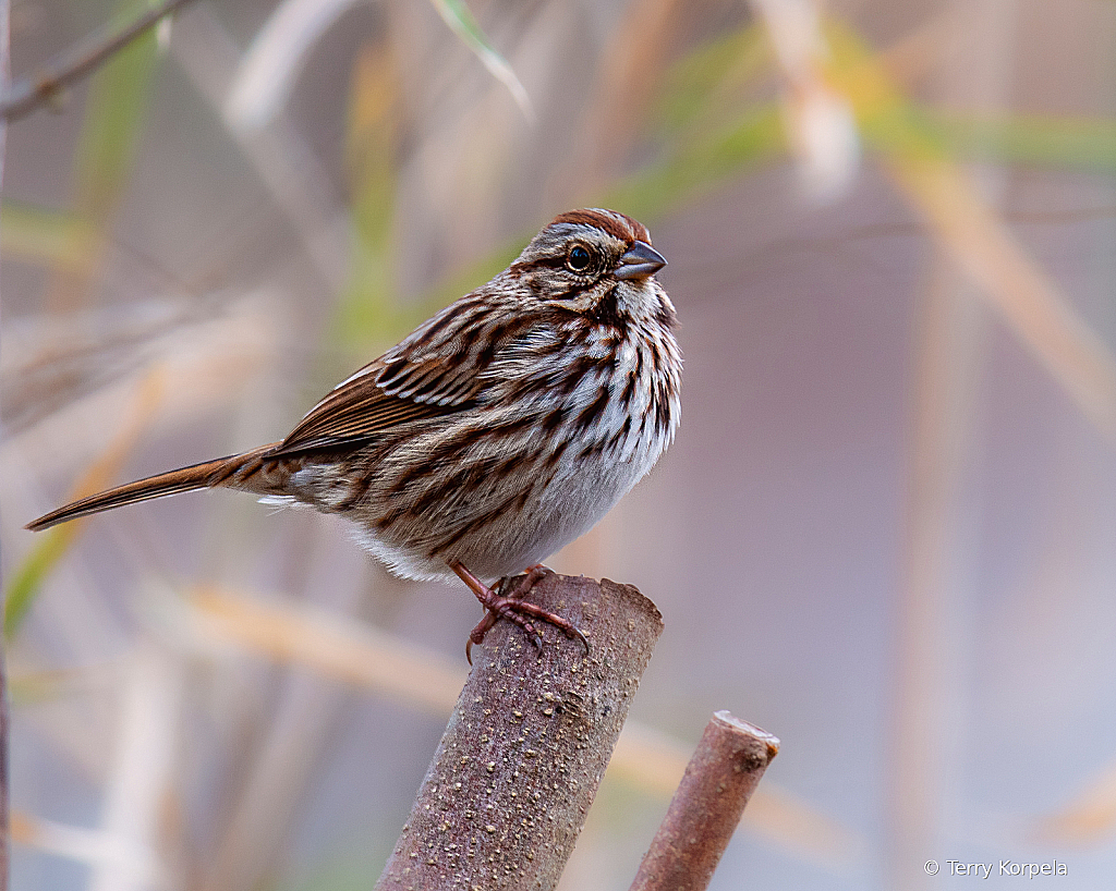 Song Sparrow - ID: 16094469 © Terry Korpela