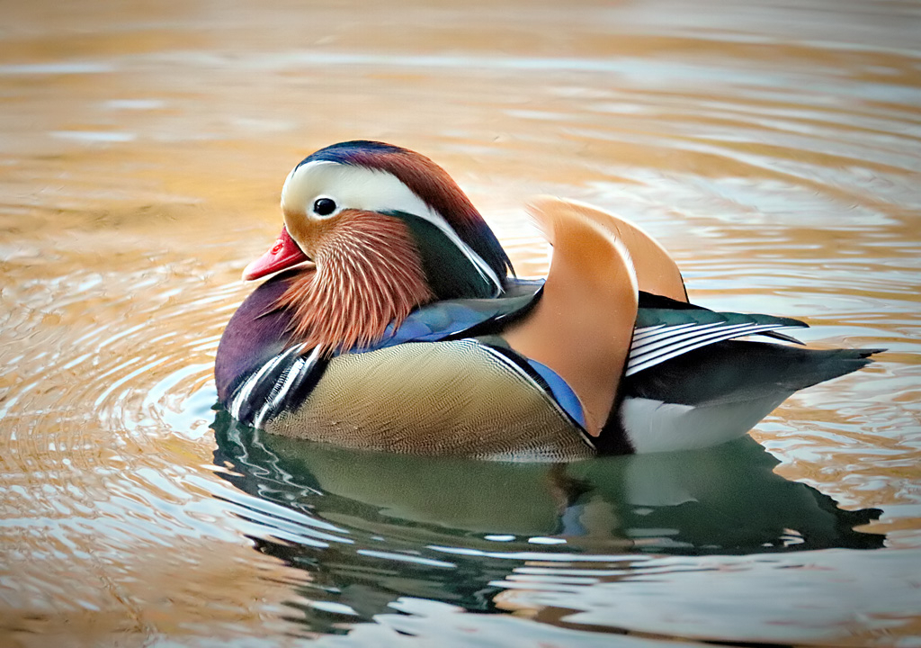 Mandarin Duck