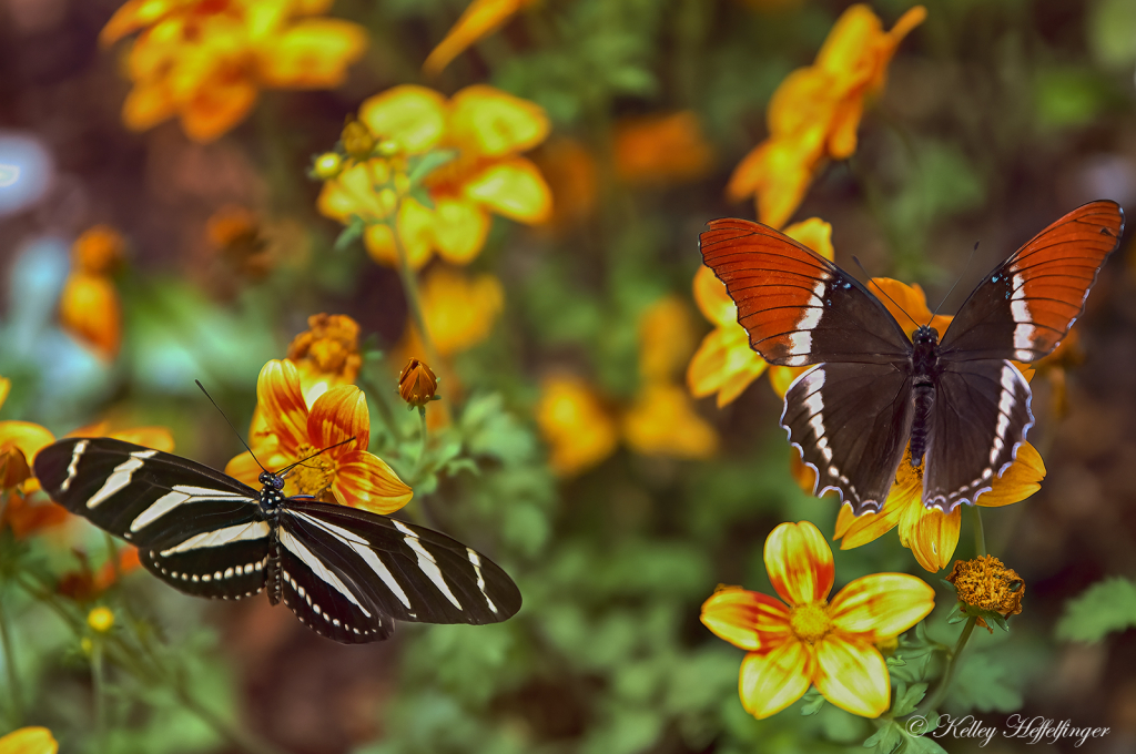 Butterfly Brunch - ID: 16094670 © Kelley J. Heffelfinger