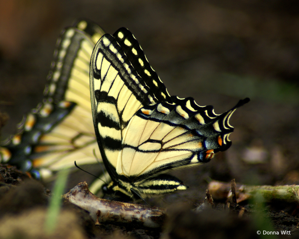 BUTTERFLY FRIENDS