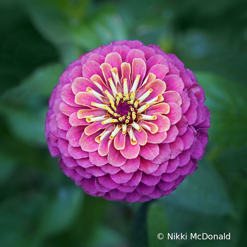 In the Round - Zinnia