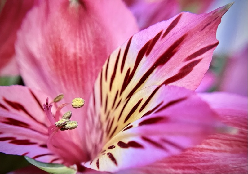 Alstroemeria 