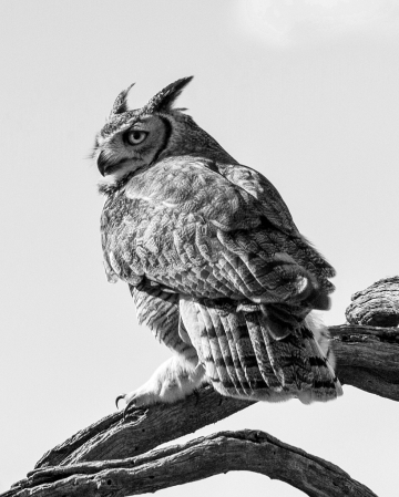 Black and White Great Horned Owl