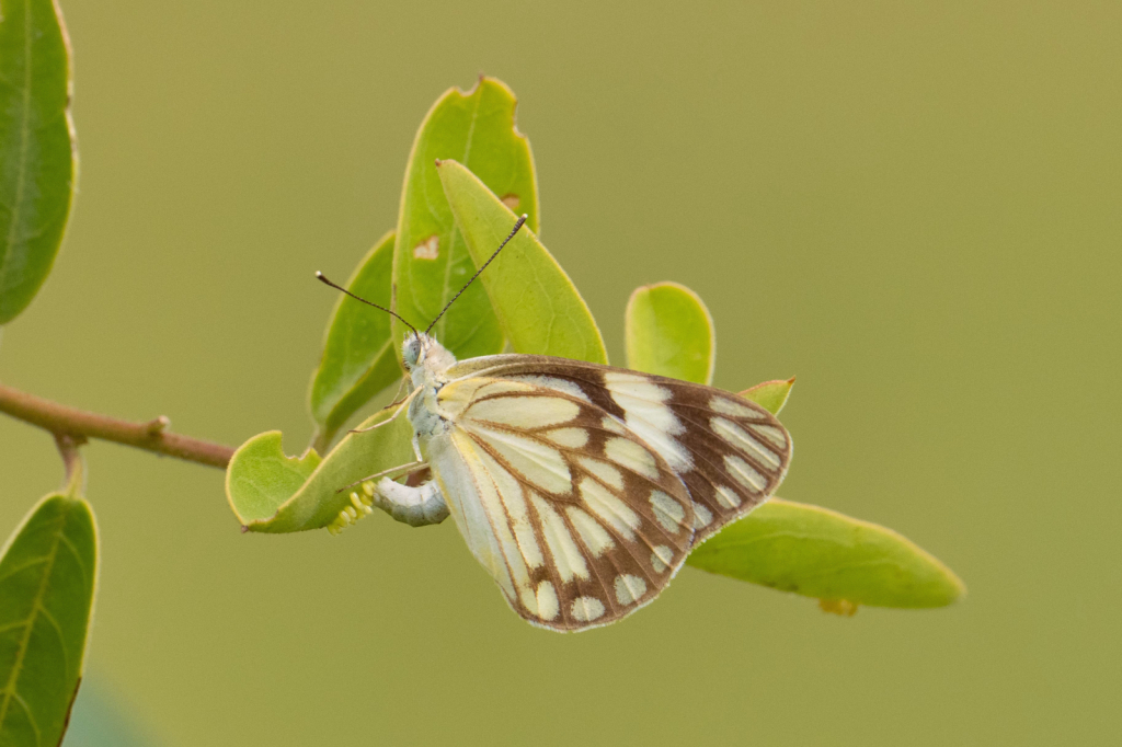 Butterfly Laying Her Eggs