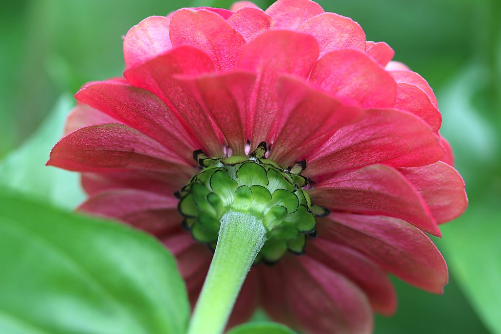 Zinnia