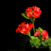 2Ikebana Art of Flowers - ID: 16094888 © Carol Eade