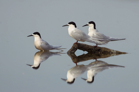 Reflections