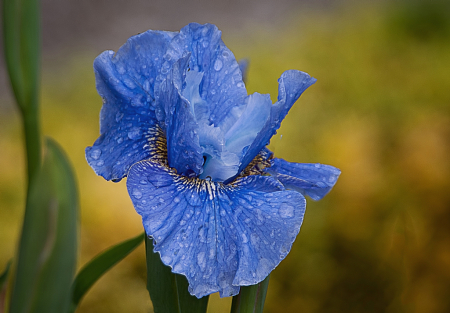 Iris Blue