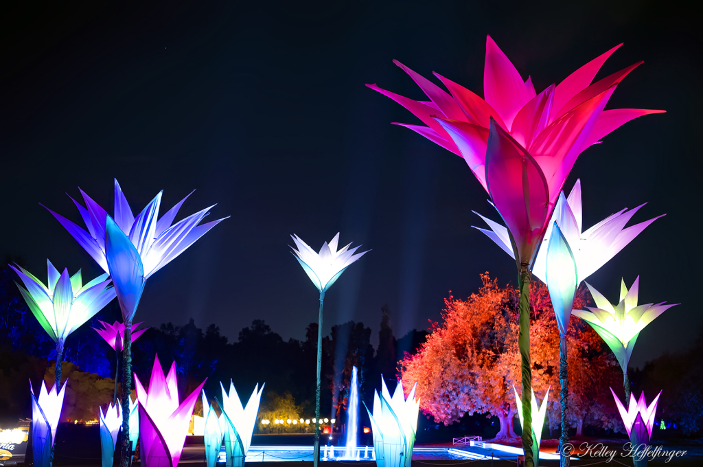 Garden Lights - ID: 16094940 © Kelley J. Heffelfinger