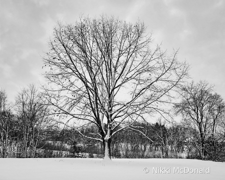 Winter in Seymour Park