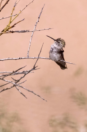 Hummingbird at the Arizona Desert Museum
