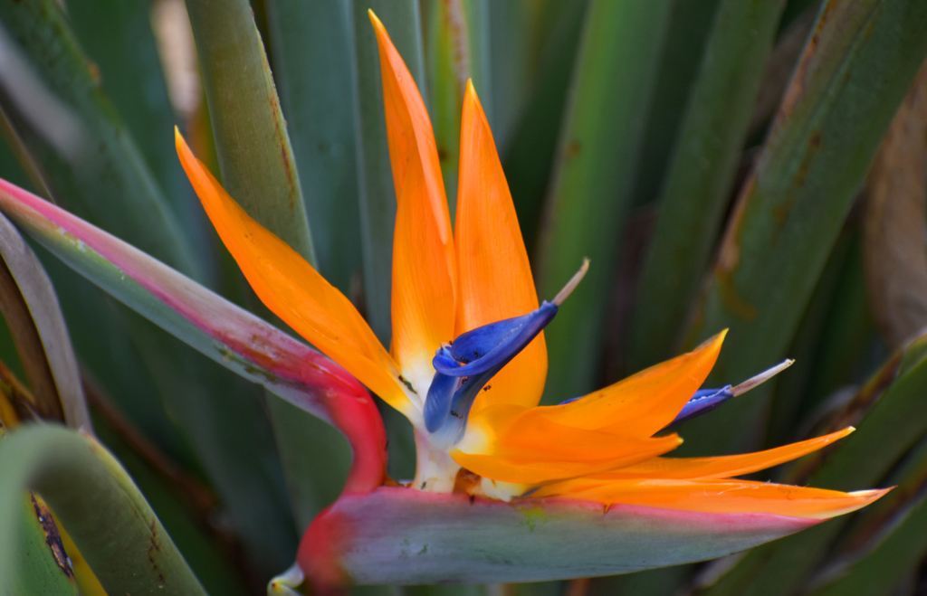 BIRD OF PARADISE