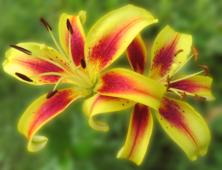 A Pair Of Lovely Lilies